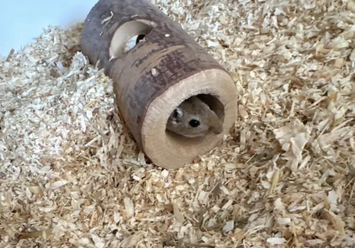 Weibliche Rennmaus wildfarben
