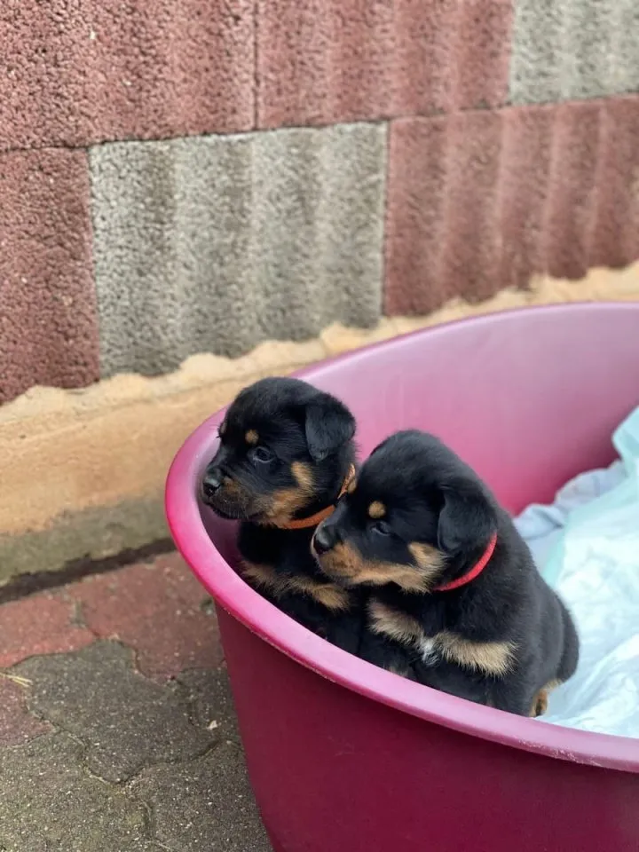 Privat Verkauf 4- wunderschöne Rottweiler welpen , 1 Rüde ,3 Weibchen.