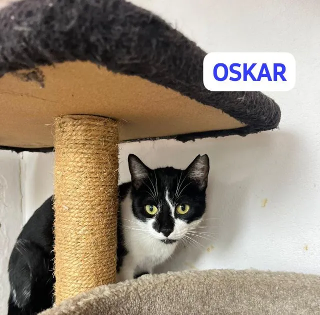 Oskar und Frieda suchen gemeinsam ihr Für-immer-Zuhause (als Wohnungskatzen)
