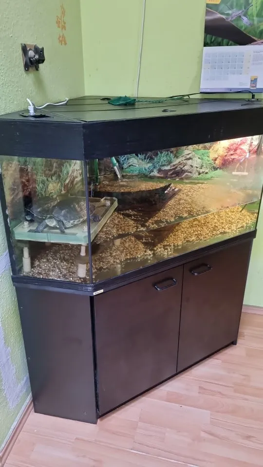 Chinesische Streifenkopfschildkröte, Pärchen