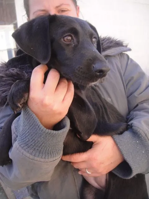 Kamilla, junge Labrador Mix Dame sucht Anschluss