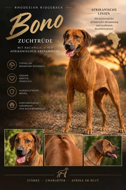 Rhodesian Ridgeback Bono als Deckrüde