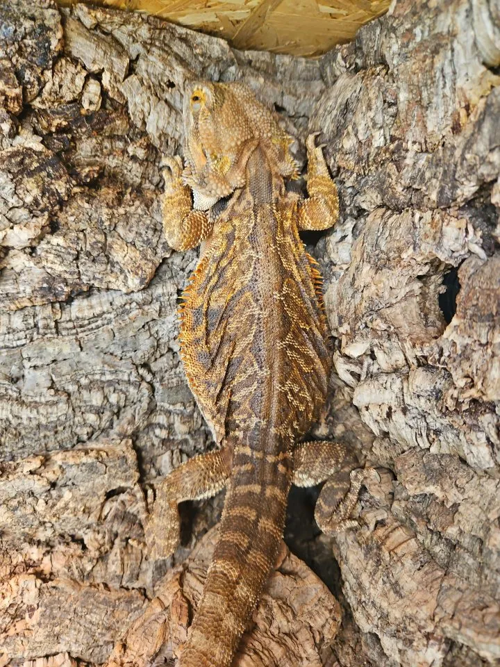 Bartagame (Pogona vitticeps), weiblich, 5,5 Jahre alt