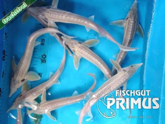 Störe! Albino Sterlet (A. ruthenus albino) - Größe 35-40 cm