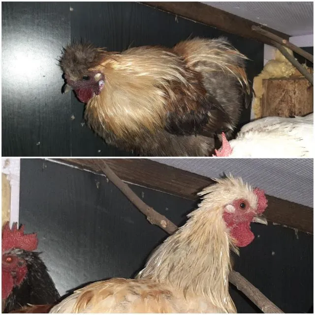 Hahn Hähne Zwergseidenhuhn Chabo Mix Federfüßig jung – Bild 1