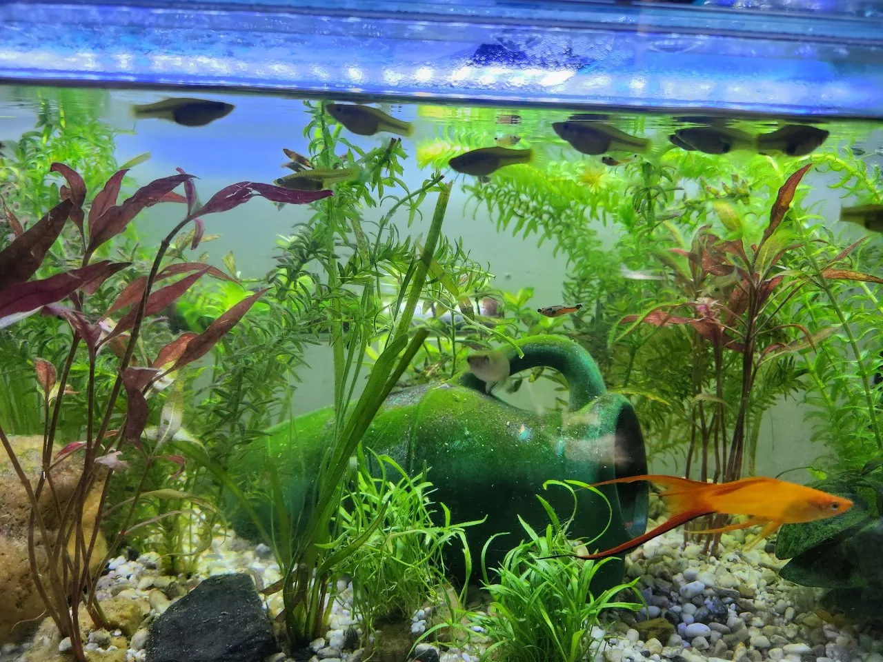 Biete  Endler-Guppies und Schwertträger