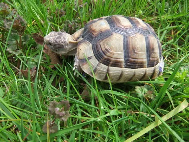 Landschildkröten Breitrand (tm) NZ 2020