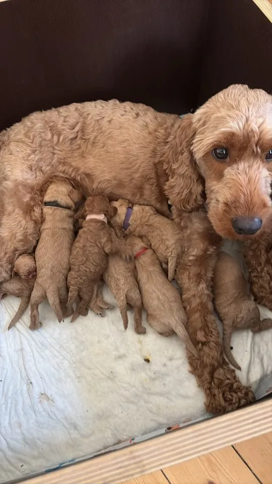 Cockapoo Welpen Villa Dutschke