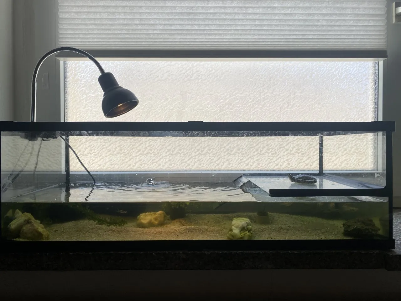 Wasserschildkröte mit Terrarium