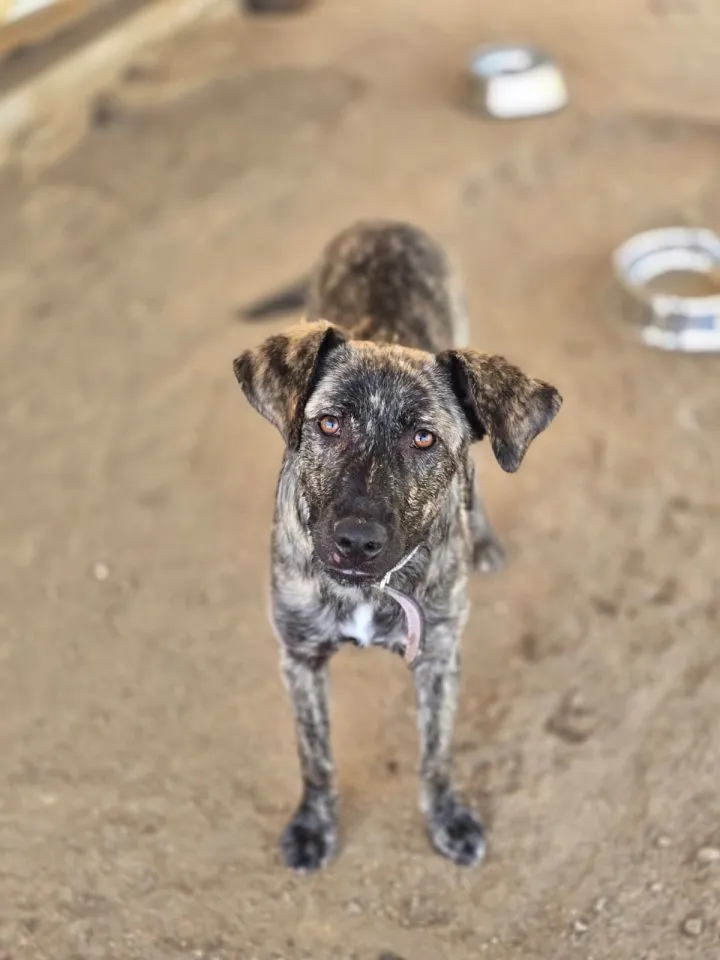 Pablo – einfach ein richtig feiner Kerl 🐾
