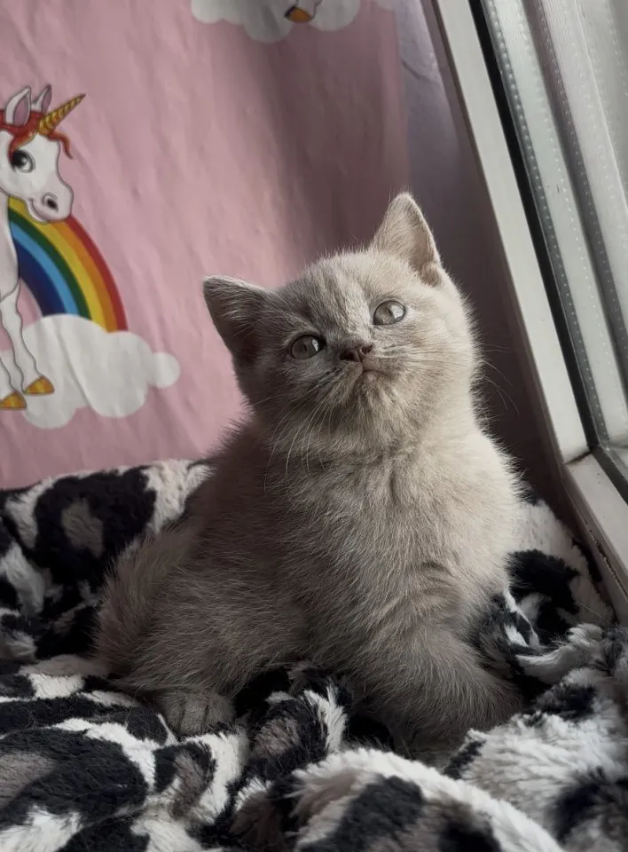 Britisch kurzhaar Katzen – Bild 1