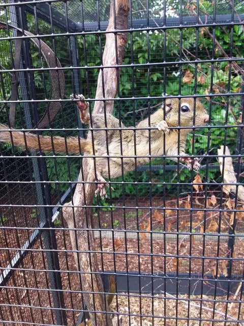 Chinesische Baumstreifenhörnchen – Bild 1