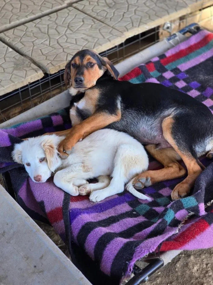 Vito – sanfter, neugieriger und verspielter junger Rüde 💙