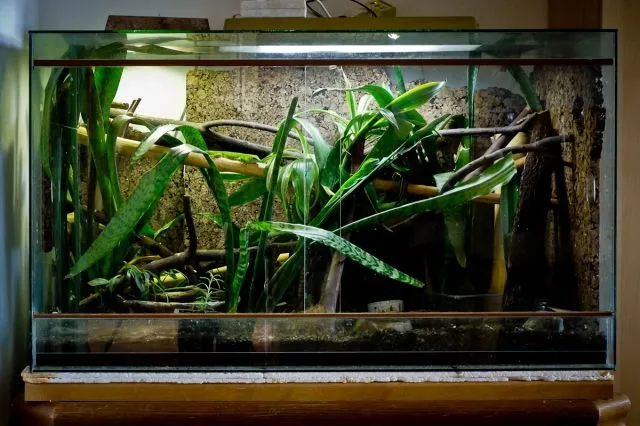 Großes Tropenterrarium inkl. Beleuchtung und Zubehör