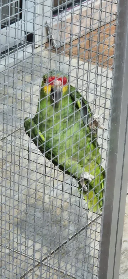 Gelbwangen Amazone weiblich inkl. Voliere