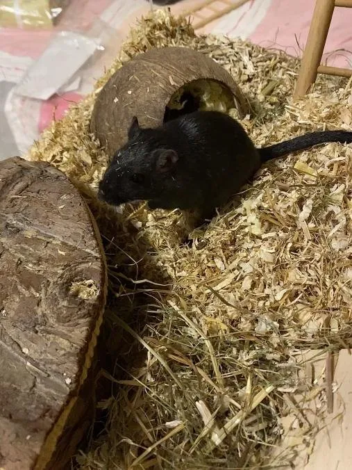 Rennmaus Pola sucht ein Zuhause