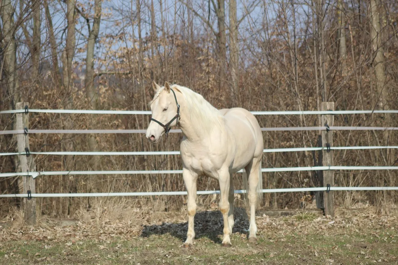 AQHA Foundation Deckhengst – Bild 1