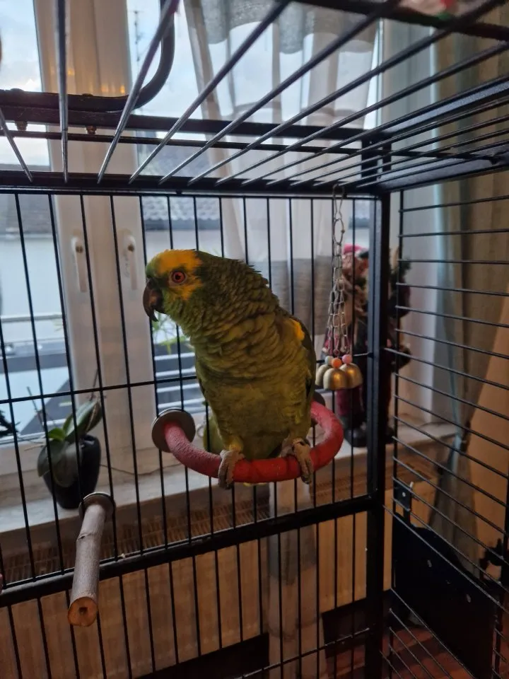 zu verkaufen leider ein vögel mit käfig