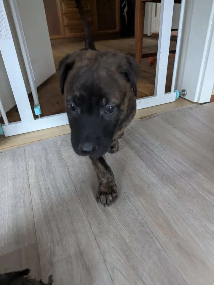Holländischer Schäferhund x Malinois Welpen – Bild 1