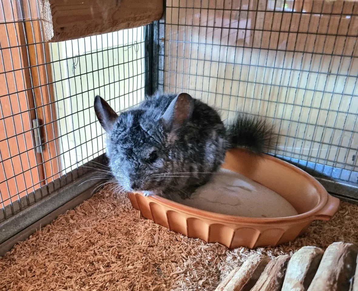 Chinchilla Böckchen abzugeben