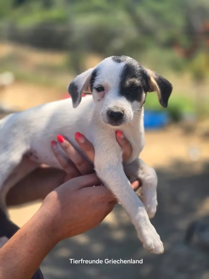 Pippa – kleines Welpenmädchen zum Verlieben