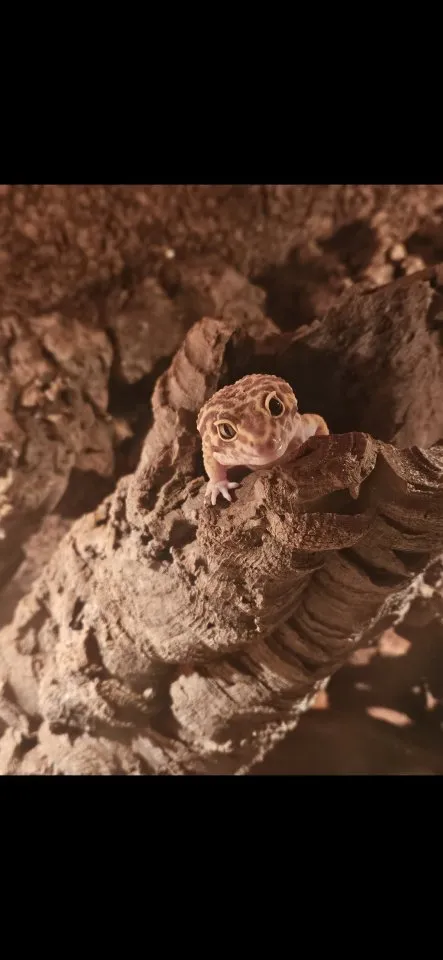 Leopardgeckos 4 mal, 1 Männchen 3 Weibchen