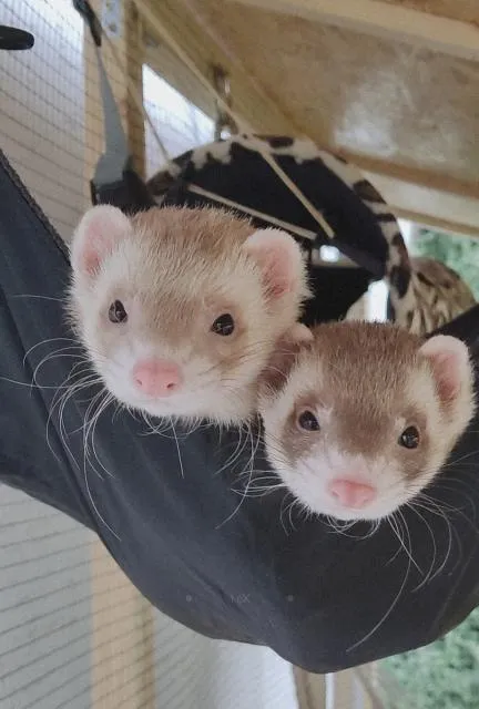 ? Frettchen Duo sucht dritten Komplizen ?