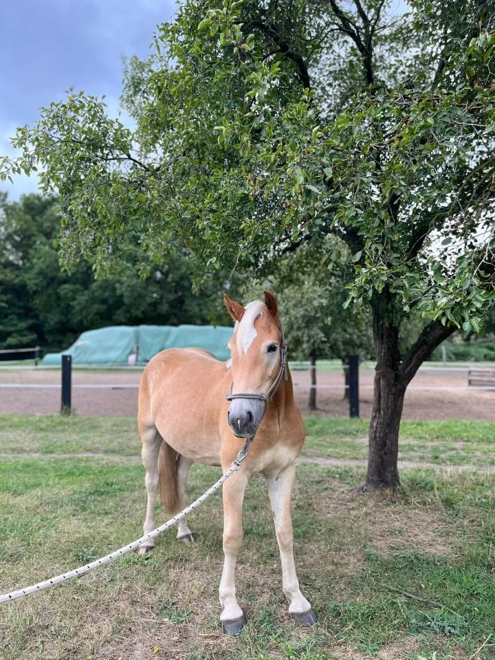 Junger Haflinger Wallach sucht passendes Plätzchen