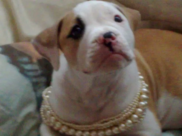 American-Bulldog Welpe 7.Mon Sucht  neues Zuhause