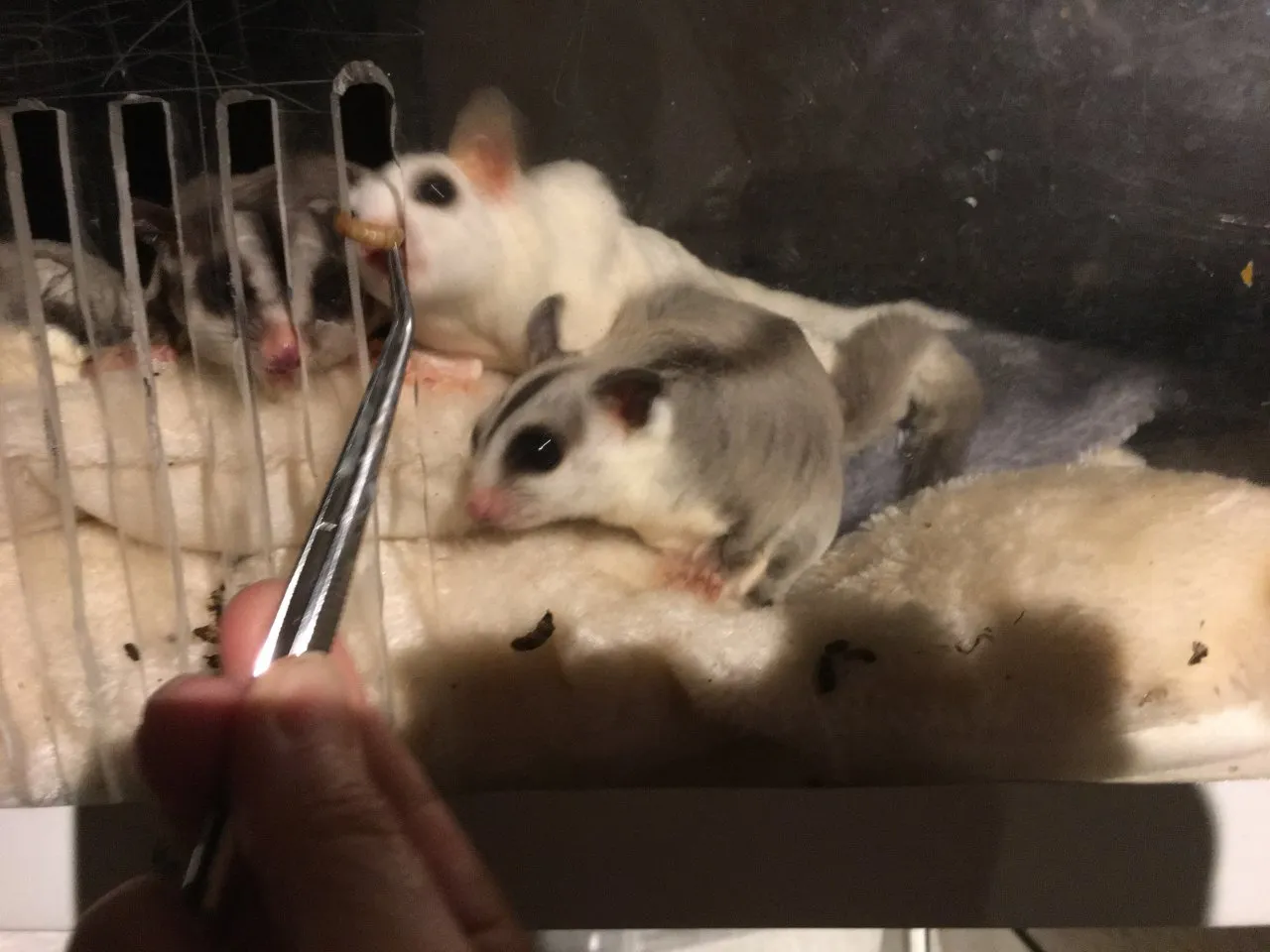 Sugar Glider (Kurzkopfgleitbeutler)