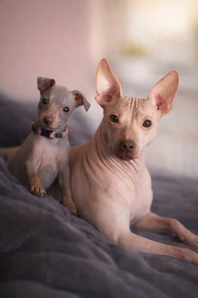 American Hairless Terrier Welpen aus PREMIUMZUCHT