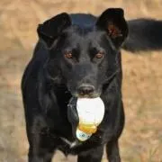 Ciro... ist so ein freundlicher, lieber Hund