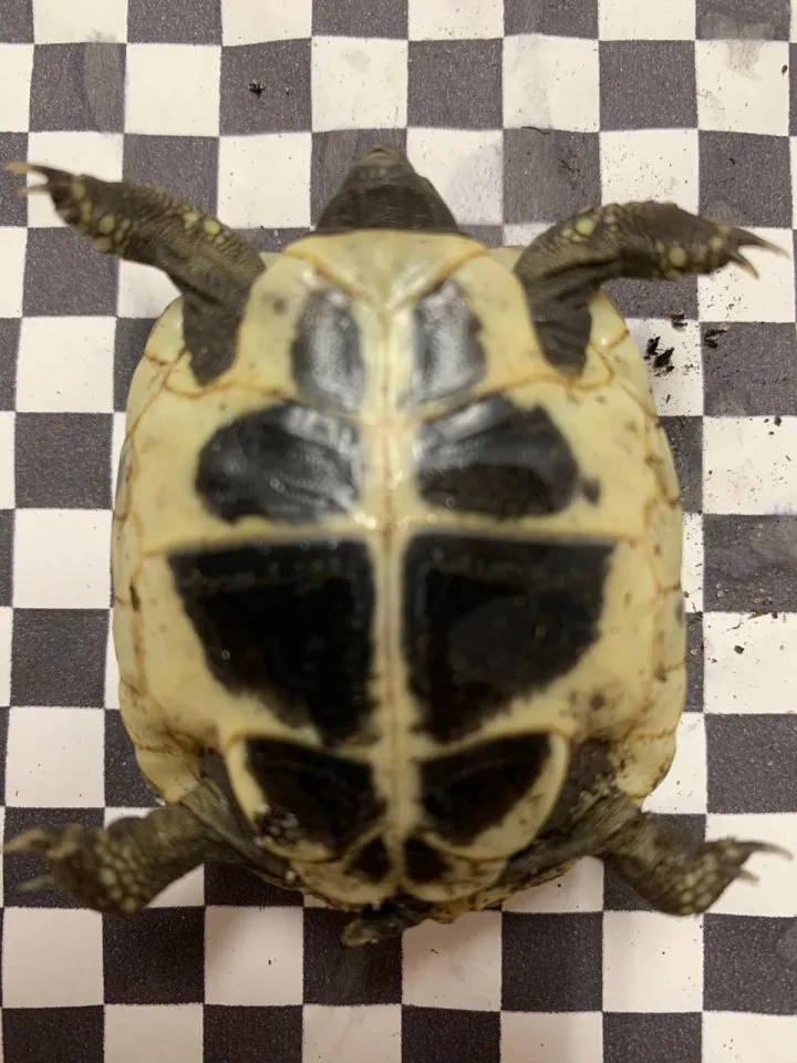 Griechische Landschildkröten Paar