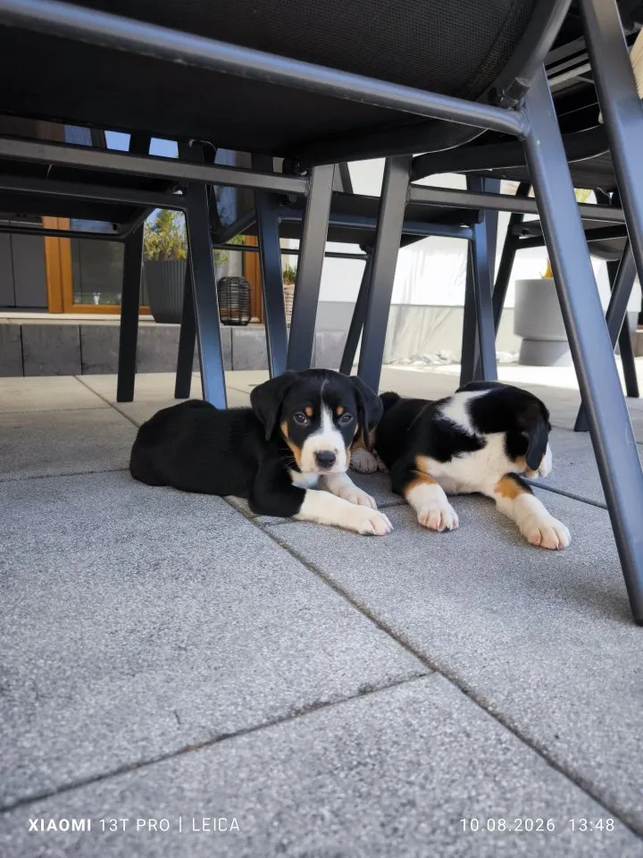 Appenzeller Sennenhund Welpen – Bild 1
