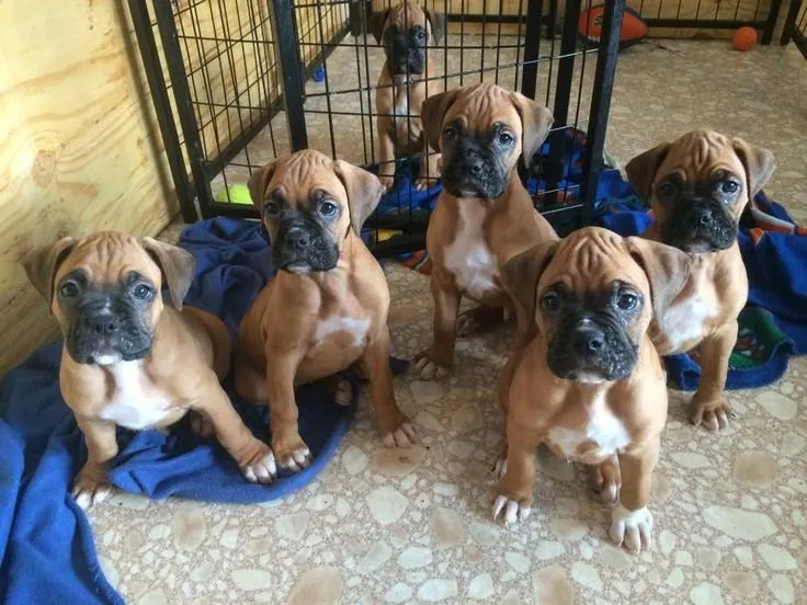 Gesunder Boxer Welpen aus Familienaufzucht