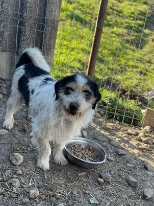 Noris- Unsicherer Noris sucht einfühlsames Zuhause