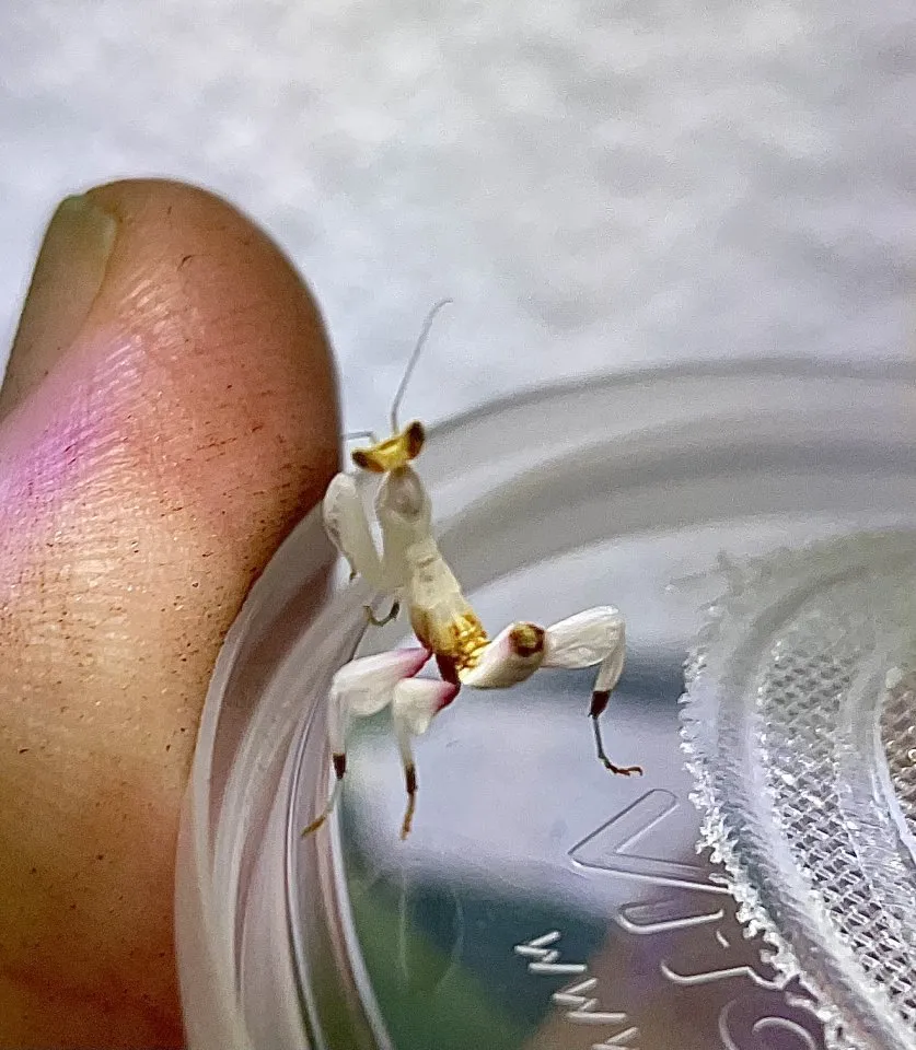 Hymenopus coronatus