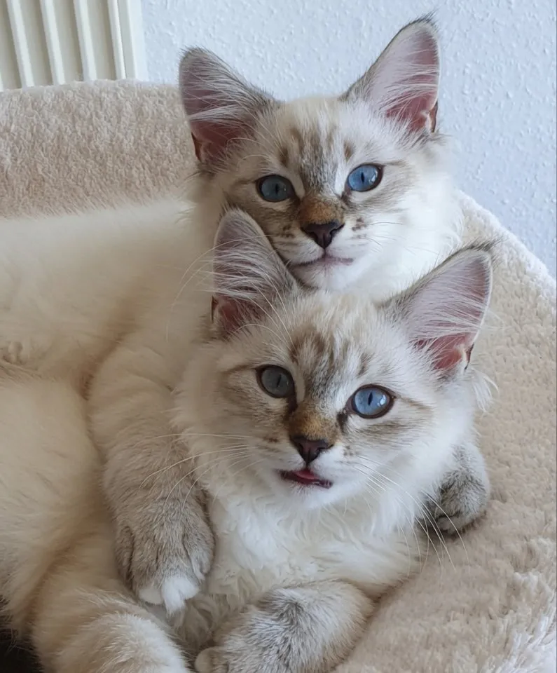 Abholbereit 2 Heilige Birma Kitten Garten Katze + Kater
