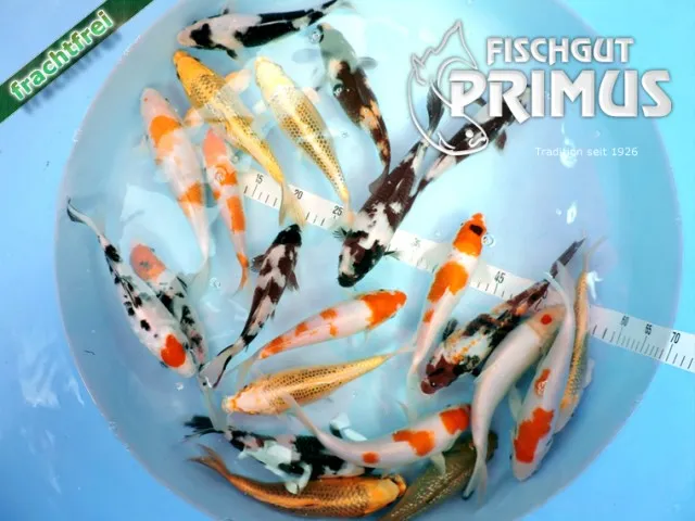 Maxi-Koi-Paket mit 6 Koi - Größe 20-25 cm