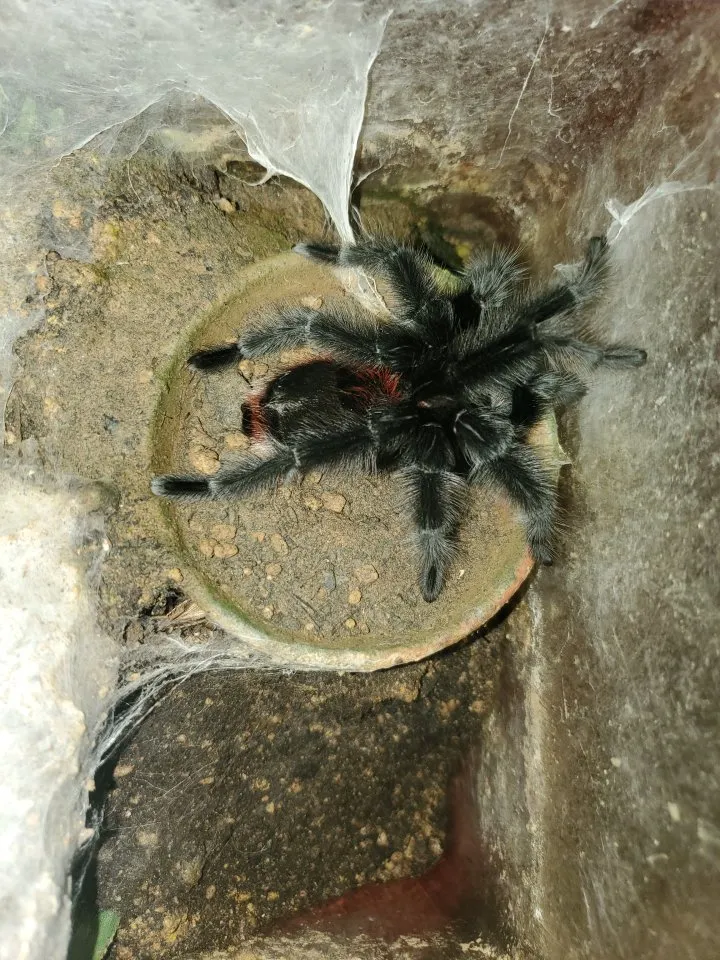 Grammostola iheringi 1.0, subadult