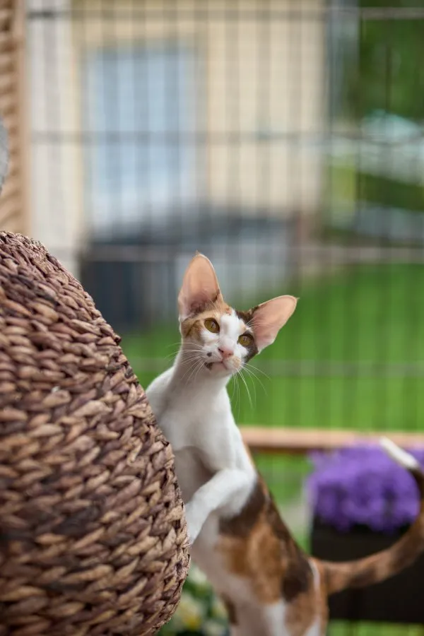 Ein bunter Haufen Orientalischer Kurzhaar Kitten von der zauberhaften Olivia (ch – Bild 1