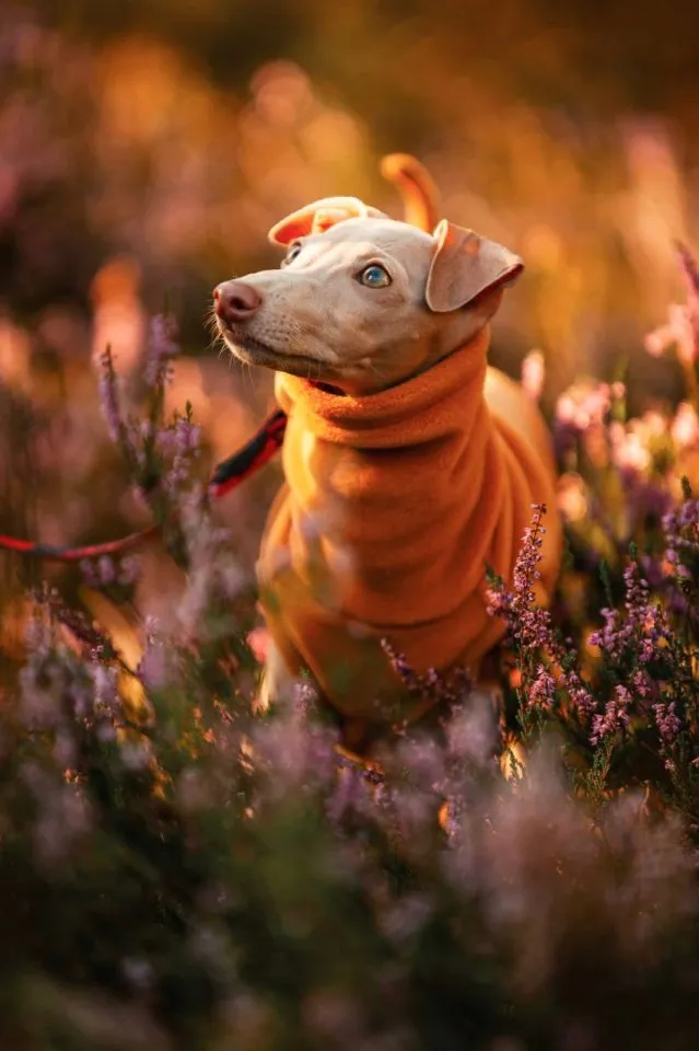 WELPE ITALIENISCHER WINDHUND ZU VERKAUFEN !