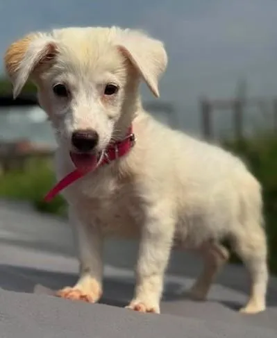 Leyla - Hundekind Leyla sucht liebes Zuhause – Bild 1