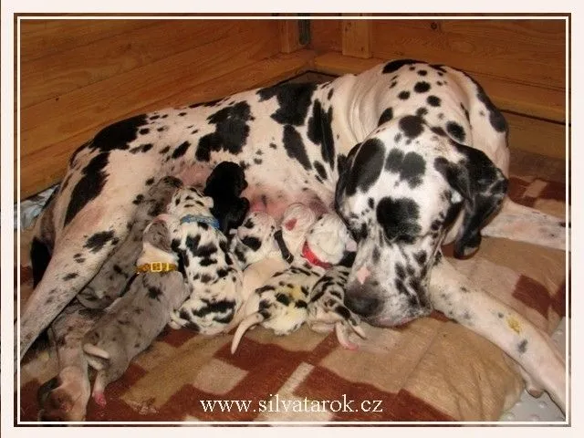 Deutsche Dogge Pap. Welpen
