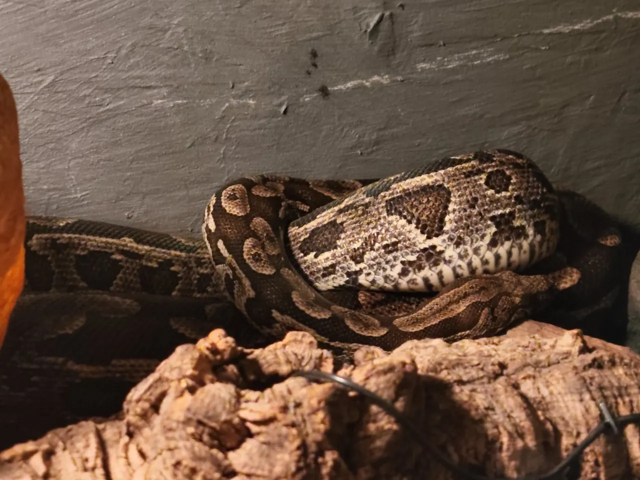 Verkaufe Madagaskar Boa mit Terrarium