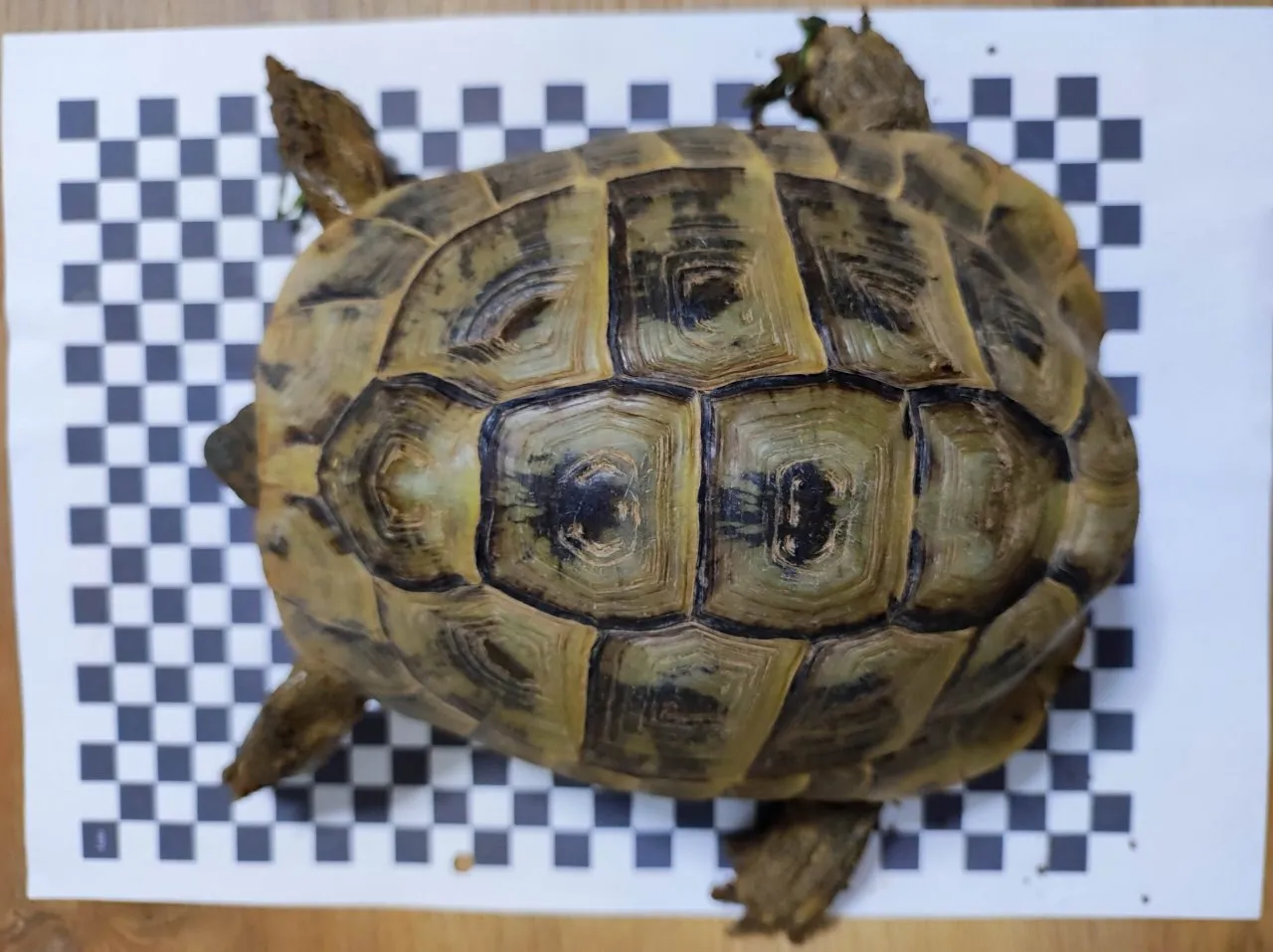 3 Griechische Landschildkröten Th abzugeben 2x Weiblich 1x Männlich – Bild 1