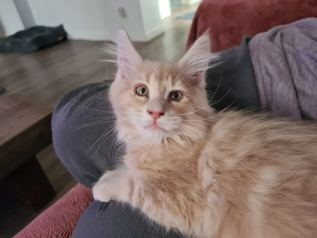 Maine-coon Kitten mit Stammbaum