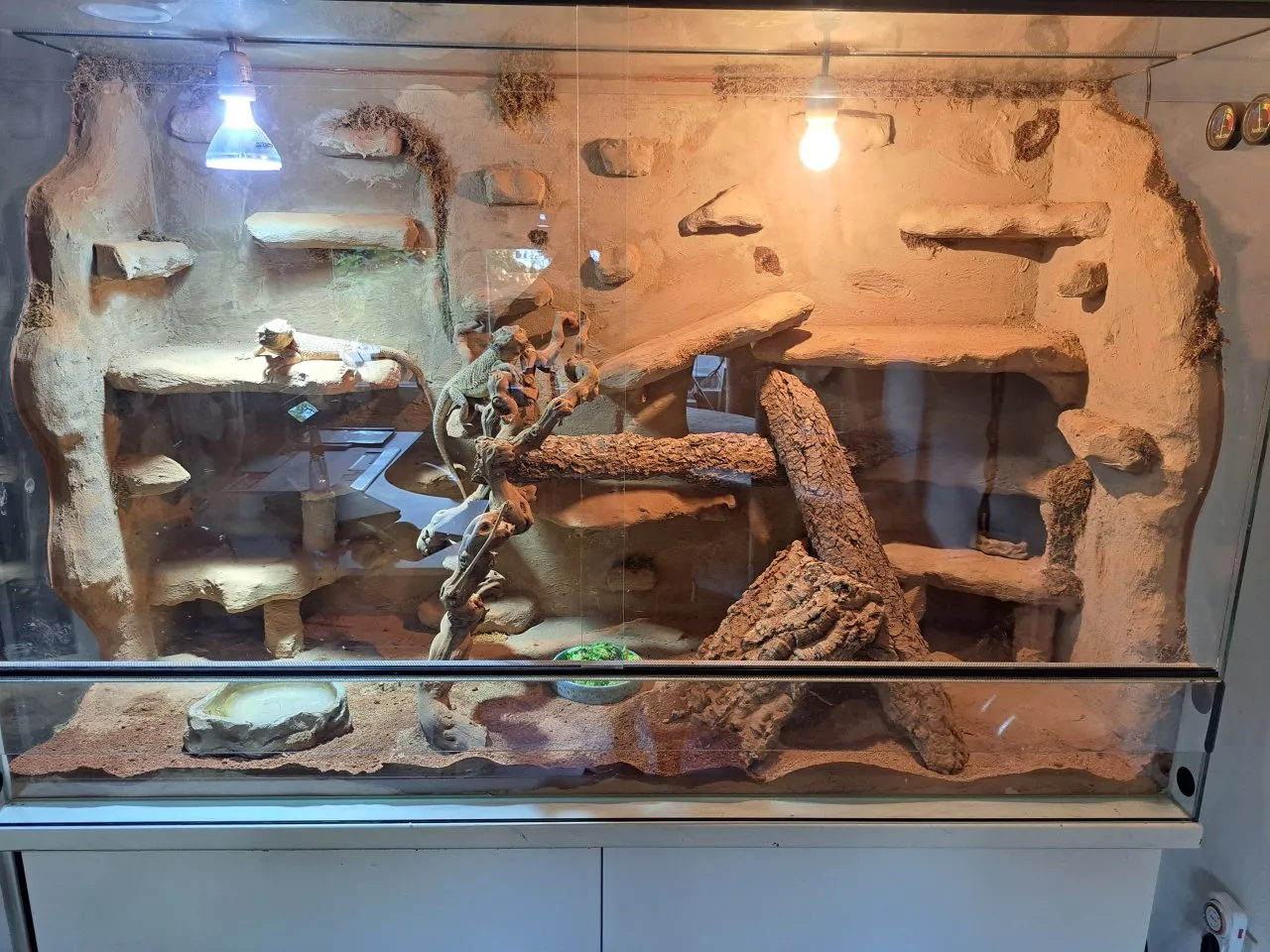 1 Paar Bartagame mit Terrarium