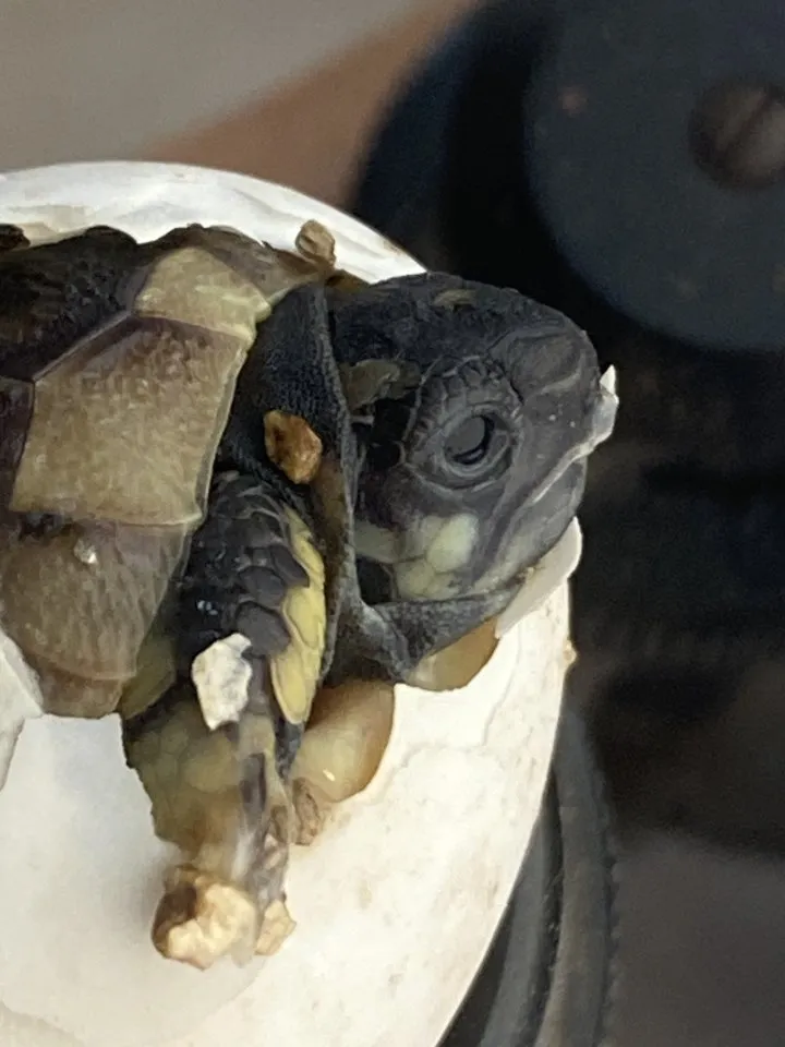 Griechische Landschildkröten – Bild 1