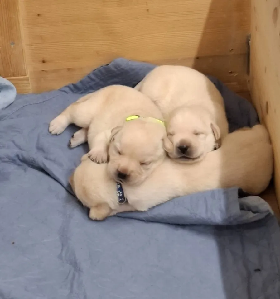 Labrador Welpen aus Hobbyzucht